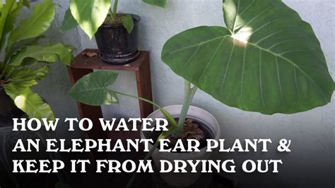 moisture meter elephant ear|elephant ear watering instructions.